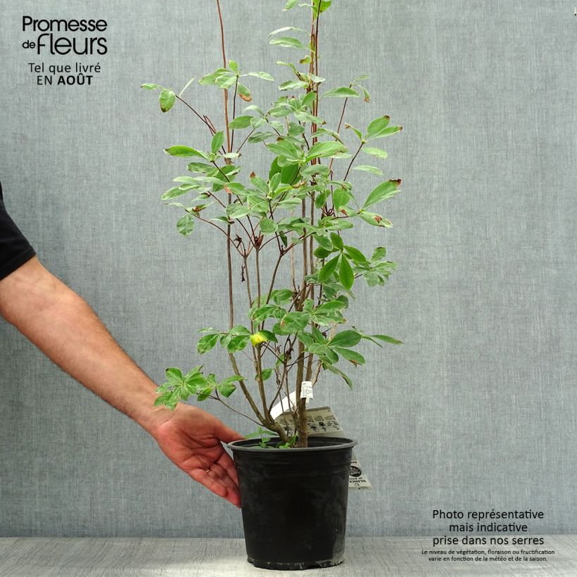 Ejemplar de Azalea mollis Satan Maceta 4L/5L entregado en verano