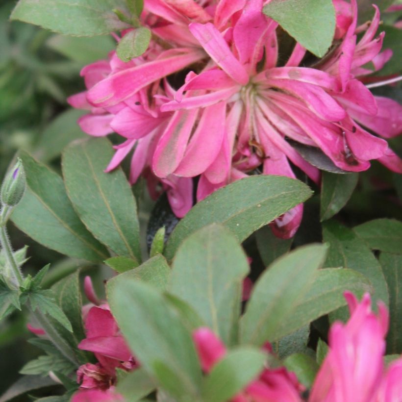 Azalea Japónica Pink Star (Follaje)