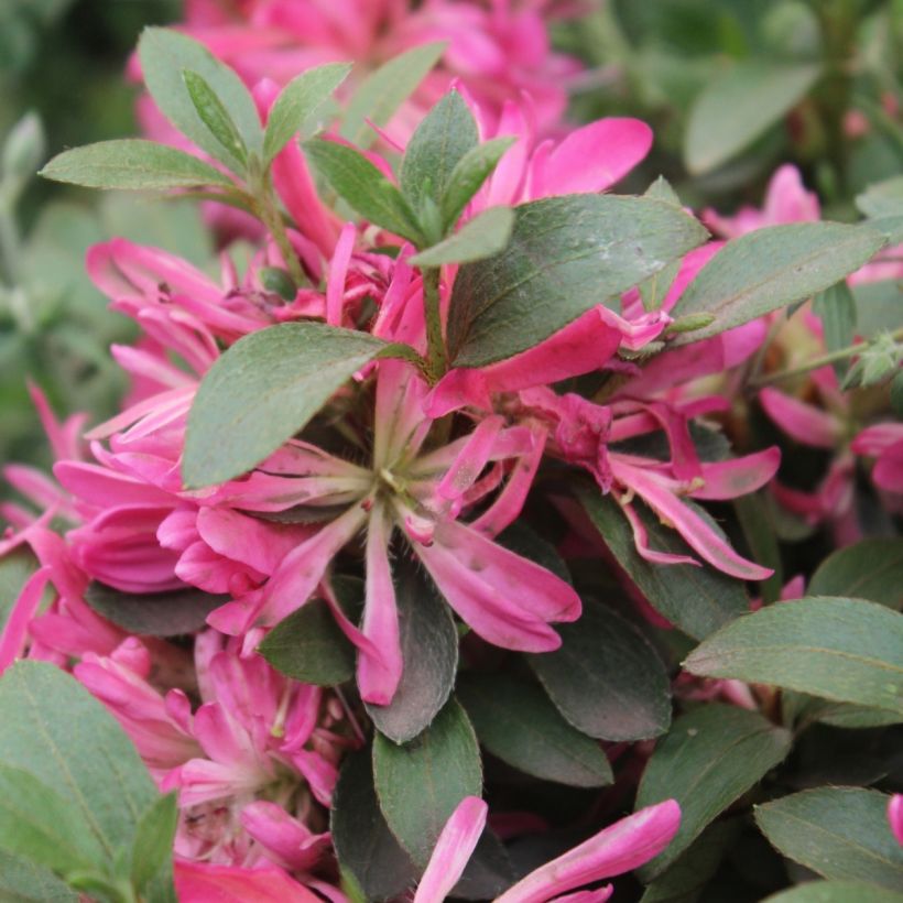 Azalea Japónica Pink Star (Floración)