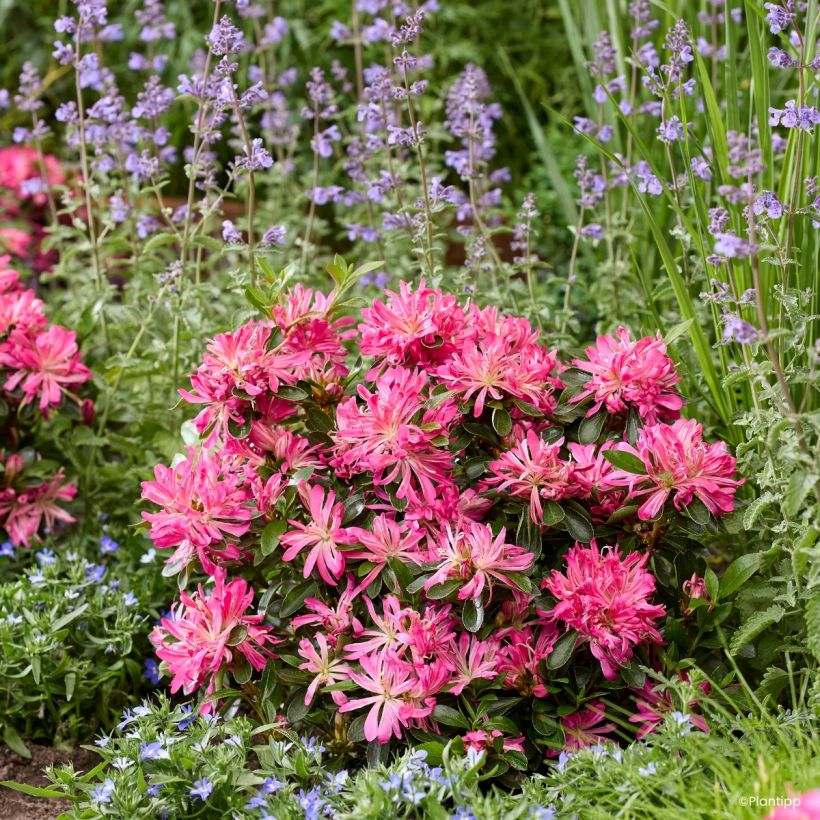Azalea Japónica Pink Star (Porte)