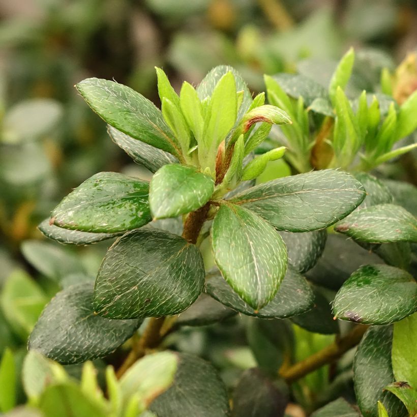 Azalea indica Clotilde (Follaje)