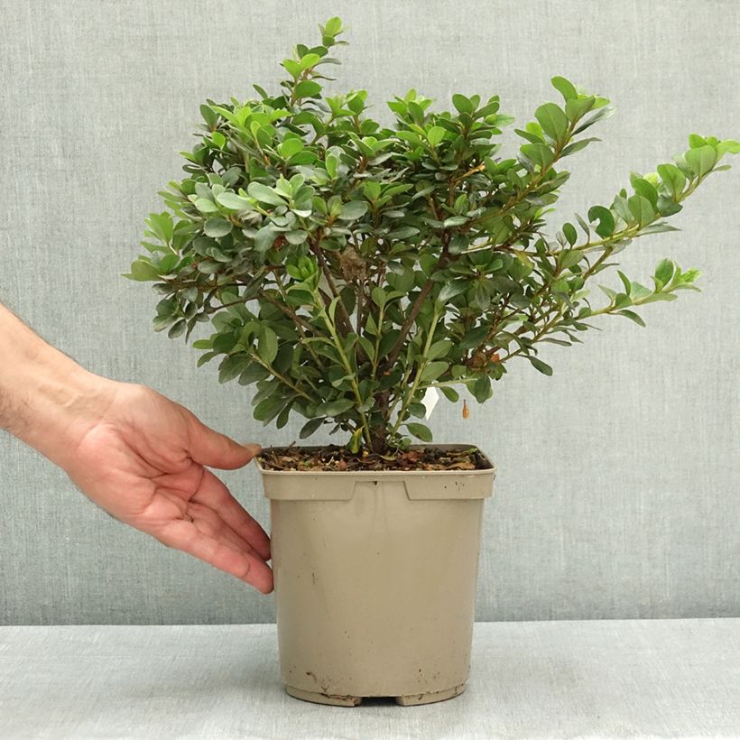 Ejemplar de Azalea indica Clotilde Maceta 3L/4L entregado en verano