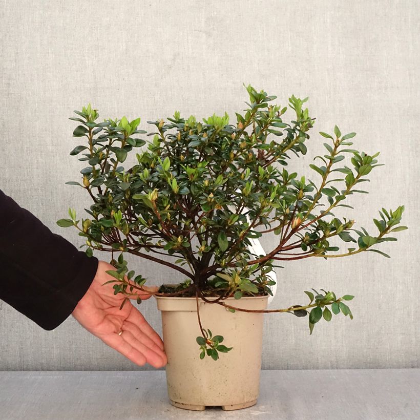 Azalea indica Clotilde Maceta 3L/4L Ejemplar entregado en la primavera