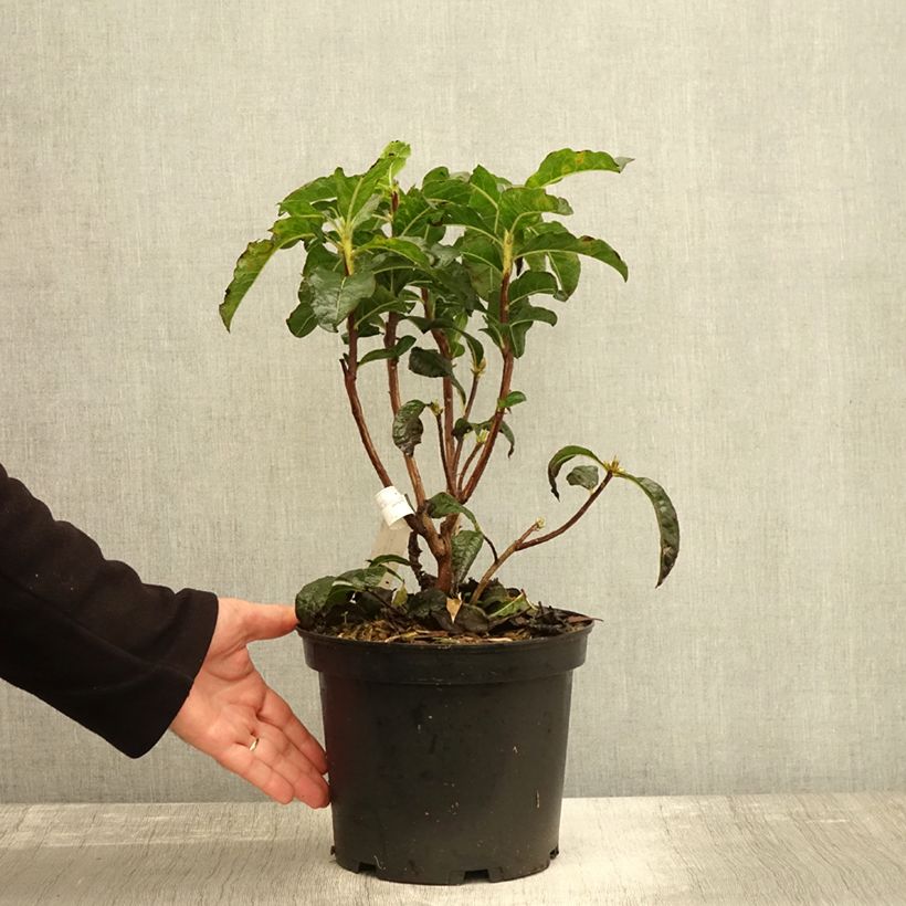 Ejemplar de Azalea Arneson Gem Maceta 4L/5L entregado en otoño