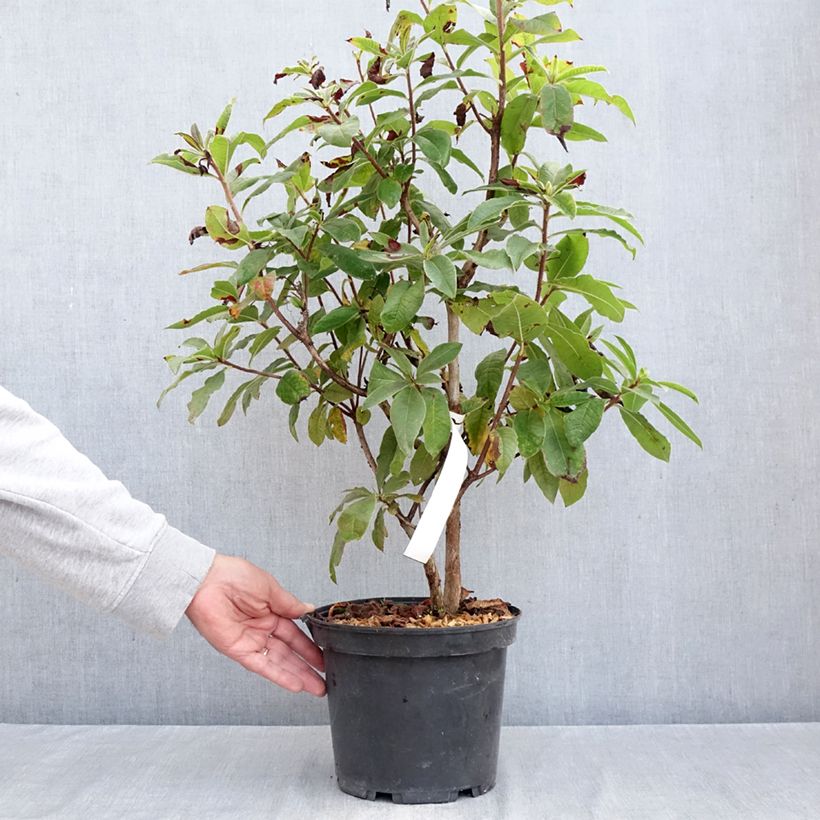 Ejemplar de Azalea Arneson Gem Maceta 4L/5L entregado en otoño