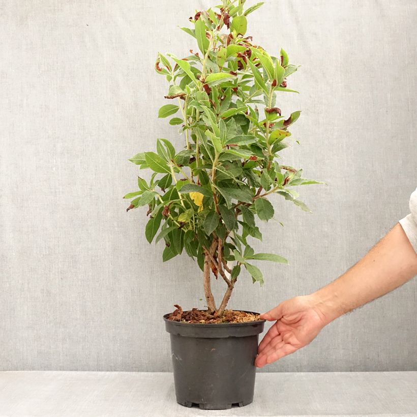 Ejemplar de Azalea Arneson Gem Maceta 4L/5L entregado en verano