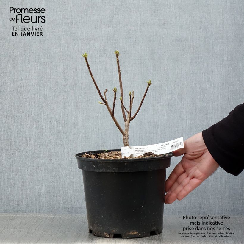 Azalea Arneson Gem Maceta 4L/5L Ejemplar entregado en invierno