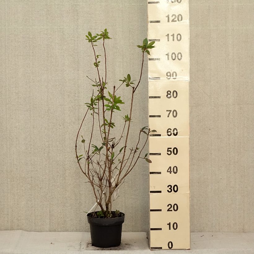 Ejemplar de Azalea viscosum Karminduft Maceta 4L/5L entregado en otoño