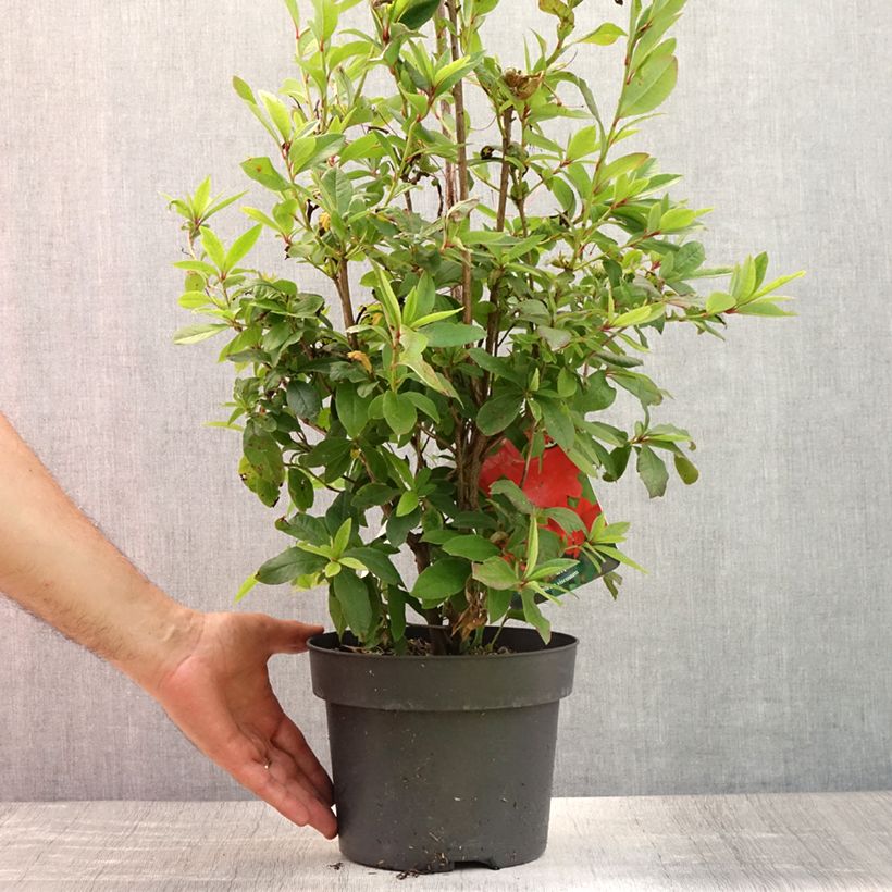 Ejemplar de Azalea viscosum Karminduft Maceta 4L/5L entregado en verano