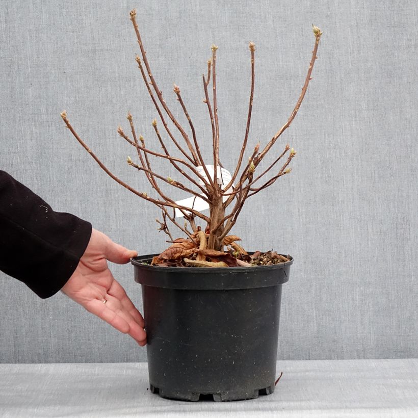 Azalea Berry Rose Maceta 4L/5L Ejemplar entregado en invierno