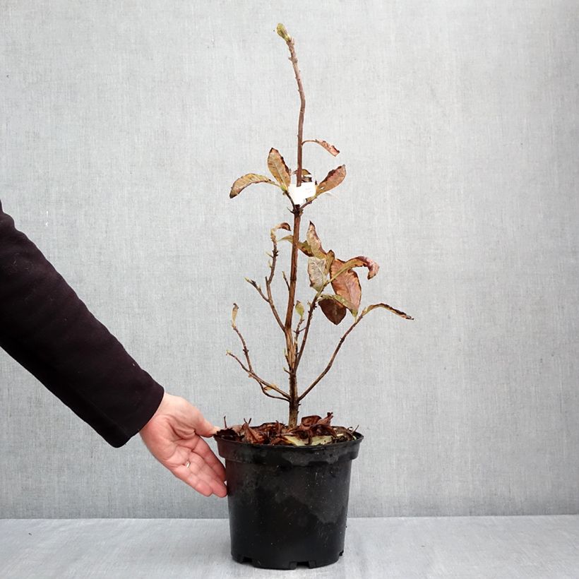 Ejemplar de Azalea mollis Cecile Maceta 4L/5L entregado en otoño