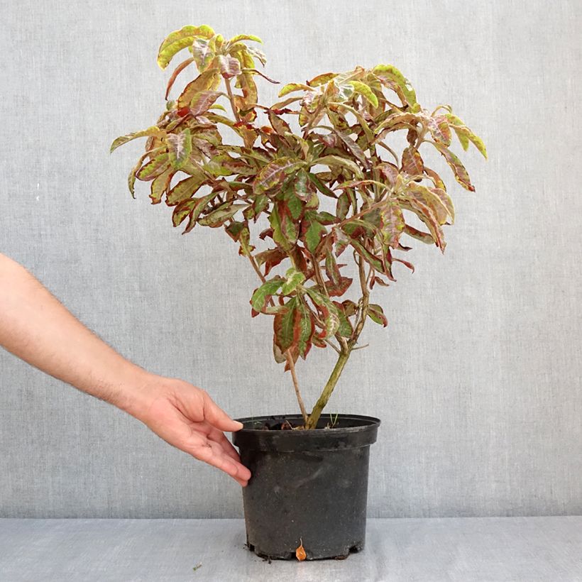 Ejemplar de Azalea mollis Cecile Maceta 4L/5L entregado en verano