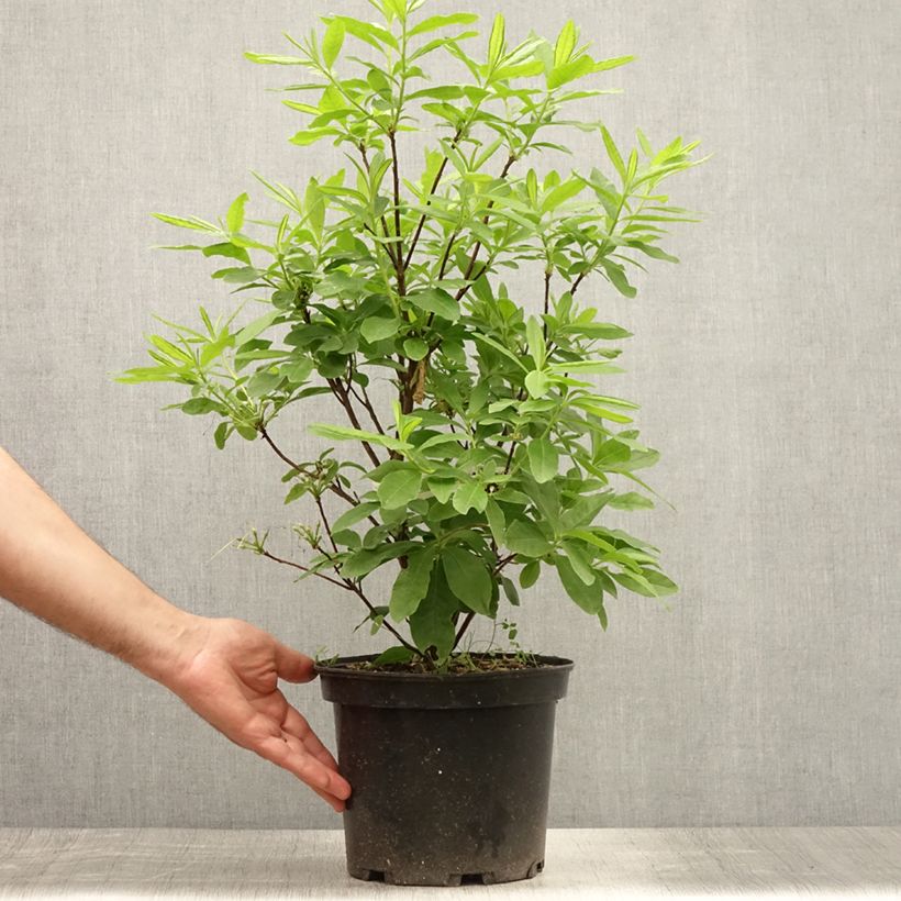 Ejemplar de Azalea Delicatissima Maceta 4L/5L entregado en verano