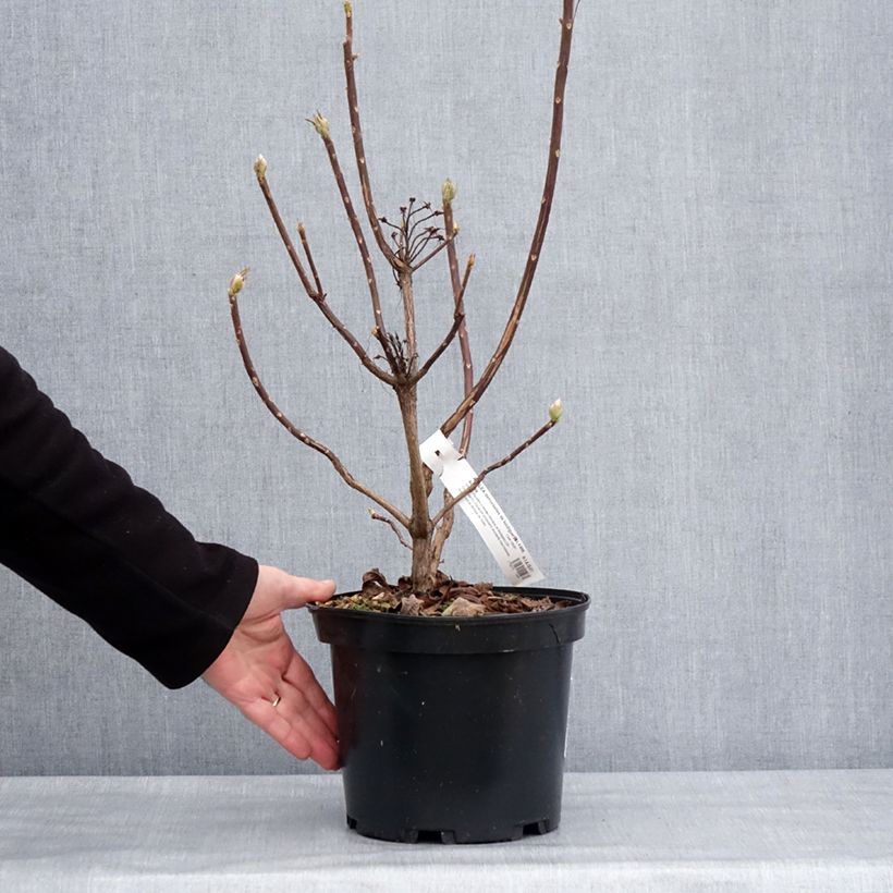 Azalea mollis Demoiselles de Boutiguery Aurora Maceta 4L/5L Ejemplar entregado en invierno