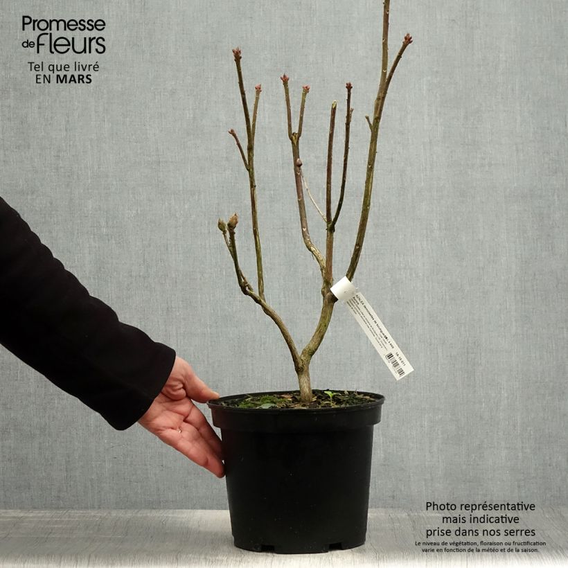 Azalea mollis Demoiselles de Boutiguery Aurora Maceta 4L/5L Ejemplar entregado en la primavera