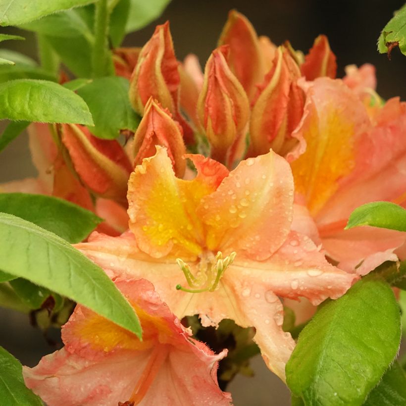 Azalea mollis Demoiselles de Boutiguery Idylla (Floración)