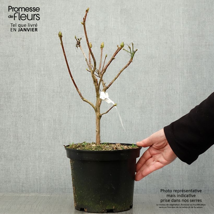 Azalea mollis Demoiselles de Boutiguery Idylla Maceta 4L/5L Ejemplar entregado en invierno