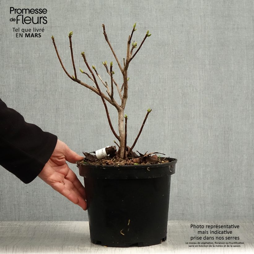 Azalea mollis Demoiselles de Boutiguery Idylla Maceta 4L/5L Ejemplar entregado en la primavera