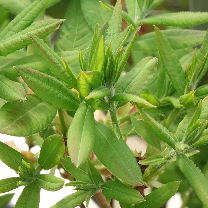 Azalea mollis Demoiselles de Boutiguery Kassia (Follaje)