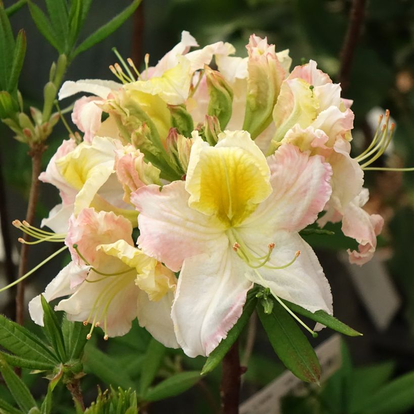 Azalea mollis Demoiselles de Boutiguery Kassia (Floración)