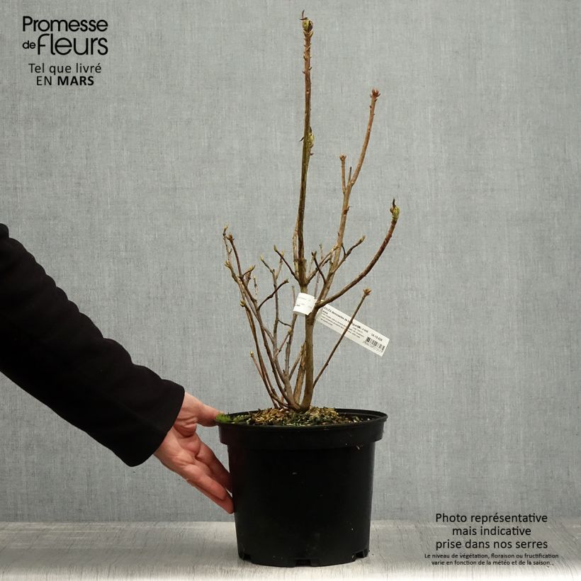 Azalea mollis Demoiselles de Boutiguery Kassia Maceta 4L/5L Ejemplar entregado en la primavera