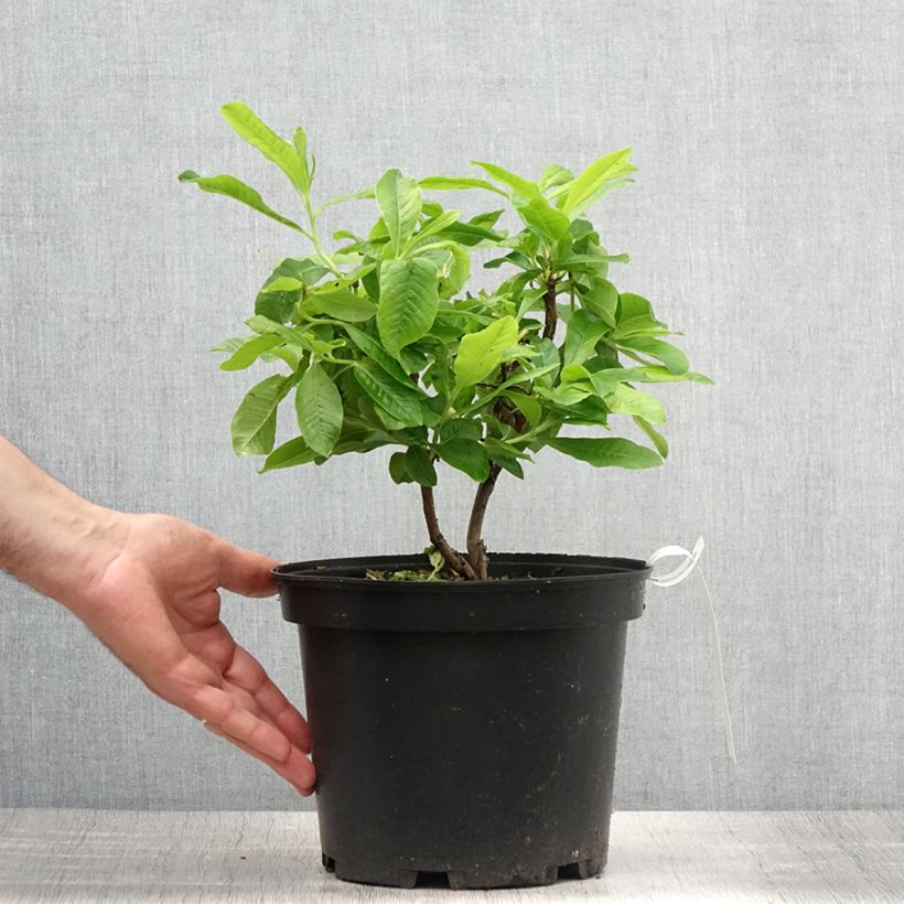 Ejemplar de Azalea mollis Demoiselles de Boutiguery Nella Maceta 4L/5L entregado en verano