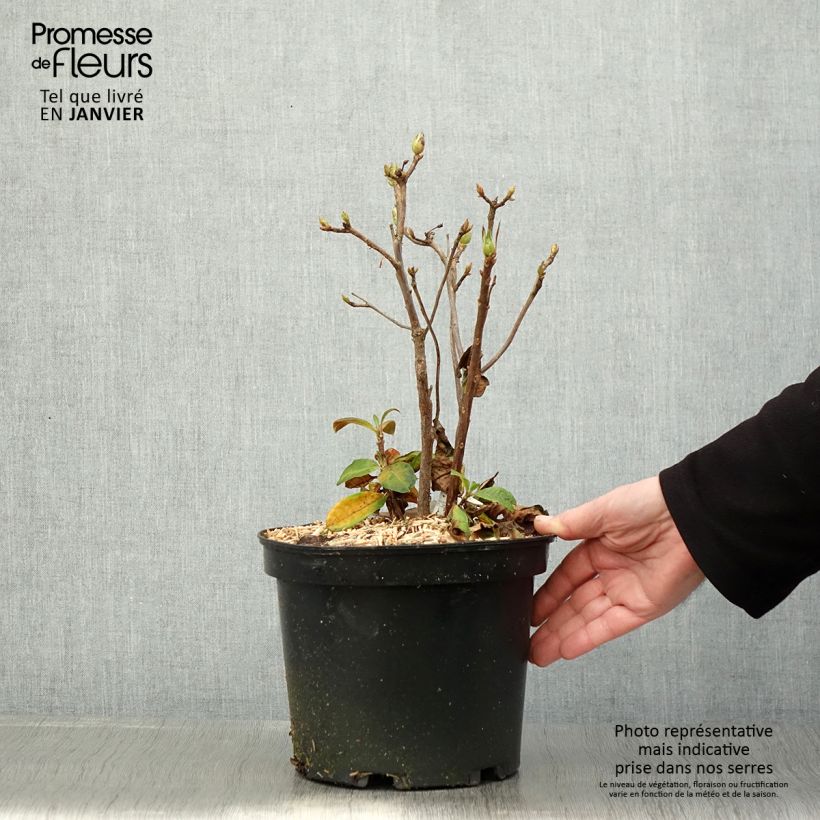 Azalea mollis Demoiselles de Boutiguery Nella Maceta 4L/5L Ejemplar entregado en invierno