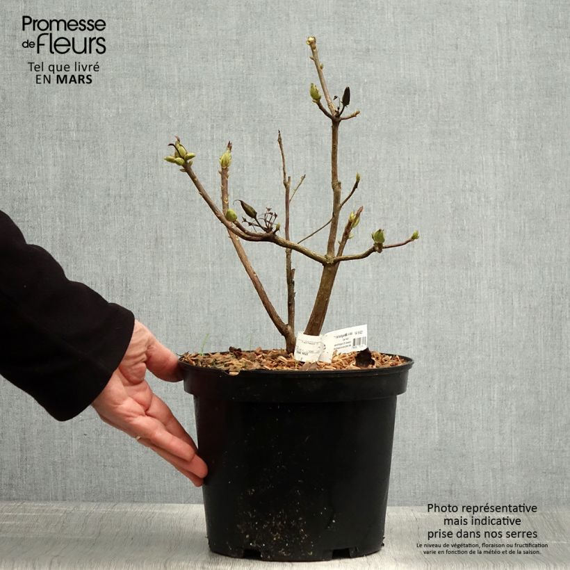 Azalea mollis Demoiselles de Boutiguery Nella Maceta 4L/5L Ejemplar entregado en la primavera