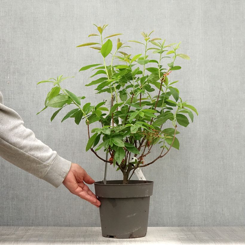 Ejemplar de Azalea Fire Ball Maceta 4L/5L entregado en verano