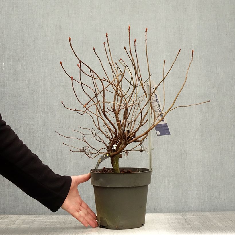 Ejemplar de Azalea Fraseri Maceta 4L/5L entregado en otoño