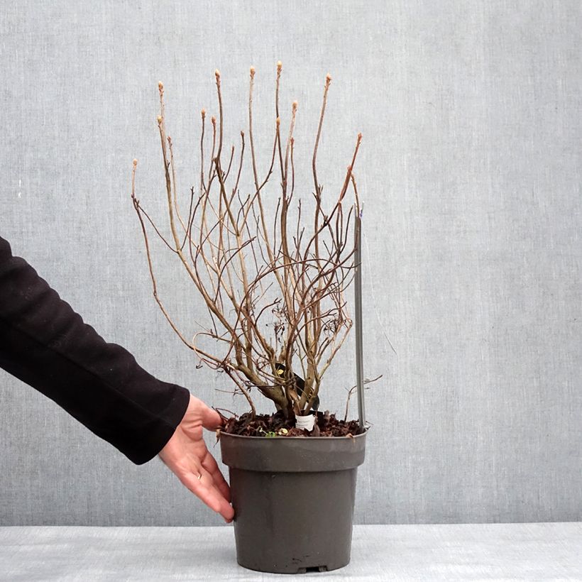 Azalea Fraseri Maceta 4L/5L Ejemplar entregado en invierno