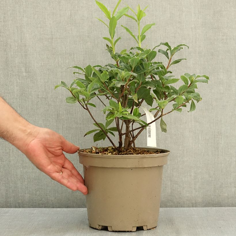 Ejemplar de Azalea mollis Gibraltar Maceta 4L/5L entregado en verano