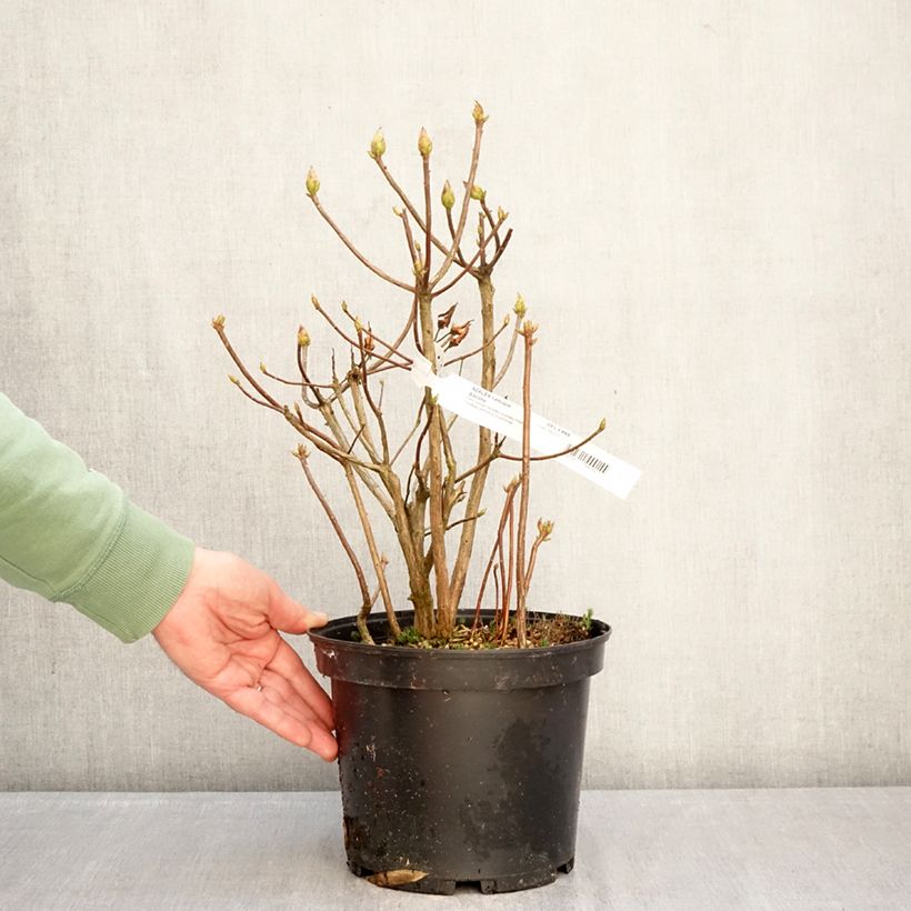 Azalea mollis Gibraltar Maceta 4L/5L Ejemplar entregado en invierno