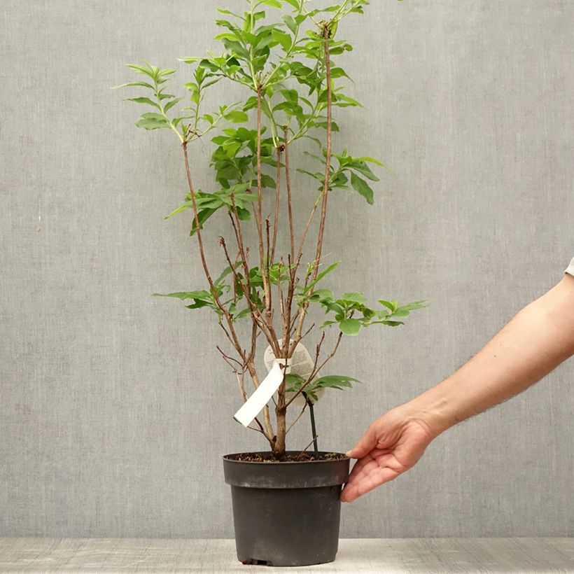 Ejemplar de Azalea Homebush Maceta 4L/5L entregado en verano