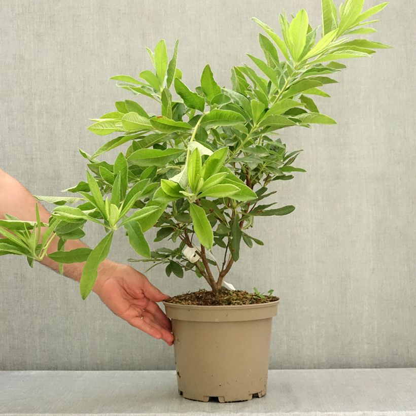 Ejemplar de Azalea mollis Hortulanus H Witte Maceta 4L/5L entregado en verano