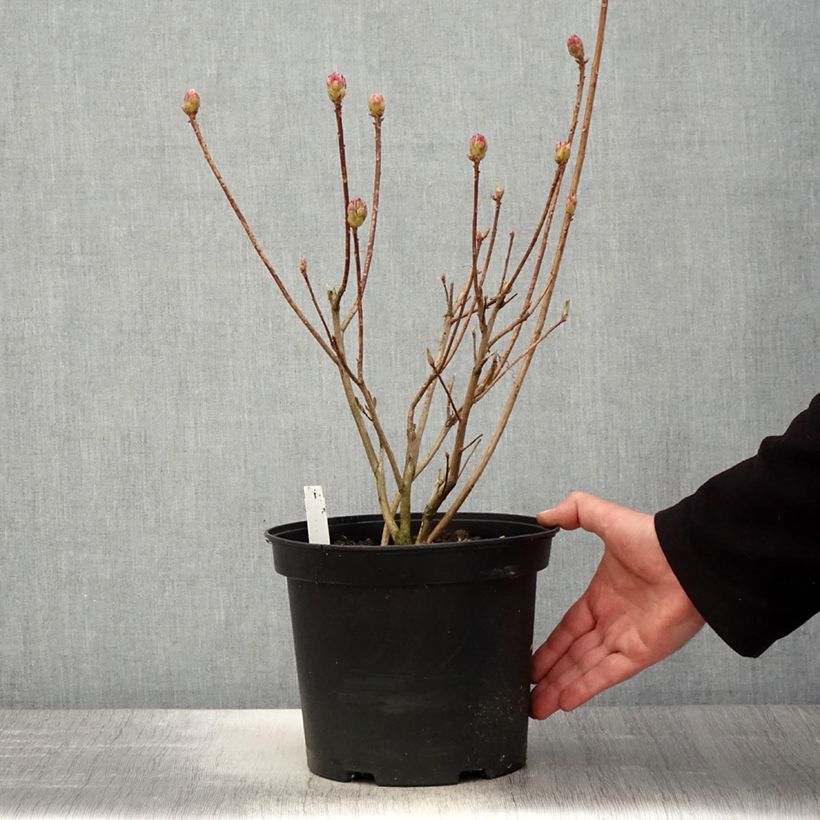 Azalea mollis Koster's Brilliant Red Maceta 4L/5L Ejemplar entregado en la primavera