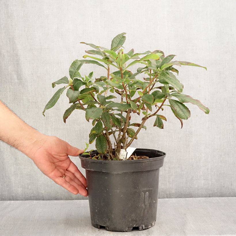 Ejemplar de Azalea Mary Poppins Maceta 4L/5L entregado en otoño