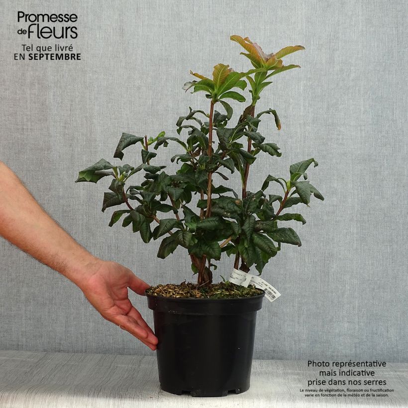 Ejemplar de Azalea Mary Poppins Maceta 4L/5L entregado en verano