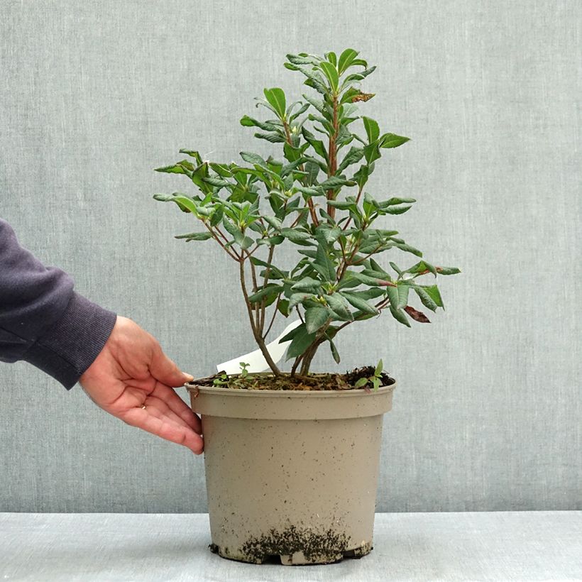 Ejemplar de Azalea luteum Narcissiflora Maceta 4L/5L entregado en verano