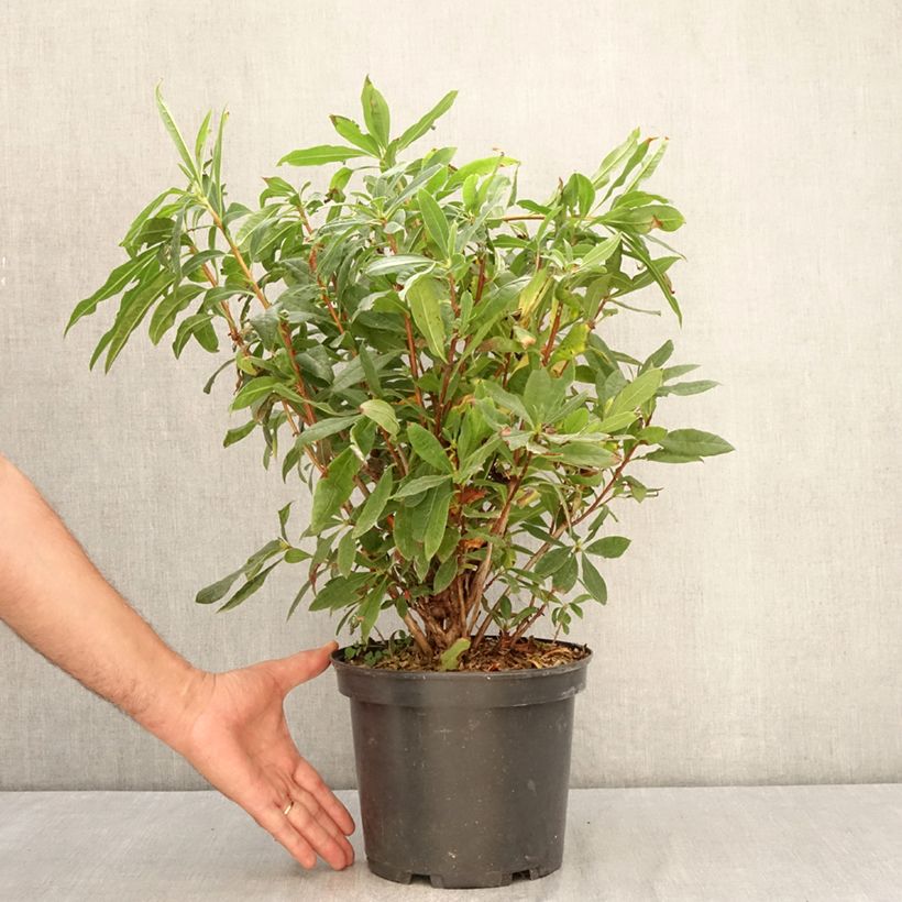 Ejemplar de Azalea luteum Maceta 4L/5L entregado en verano