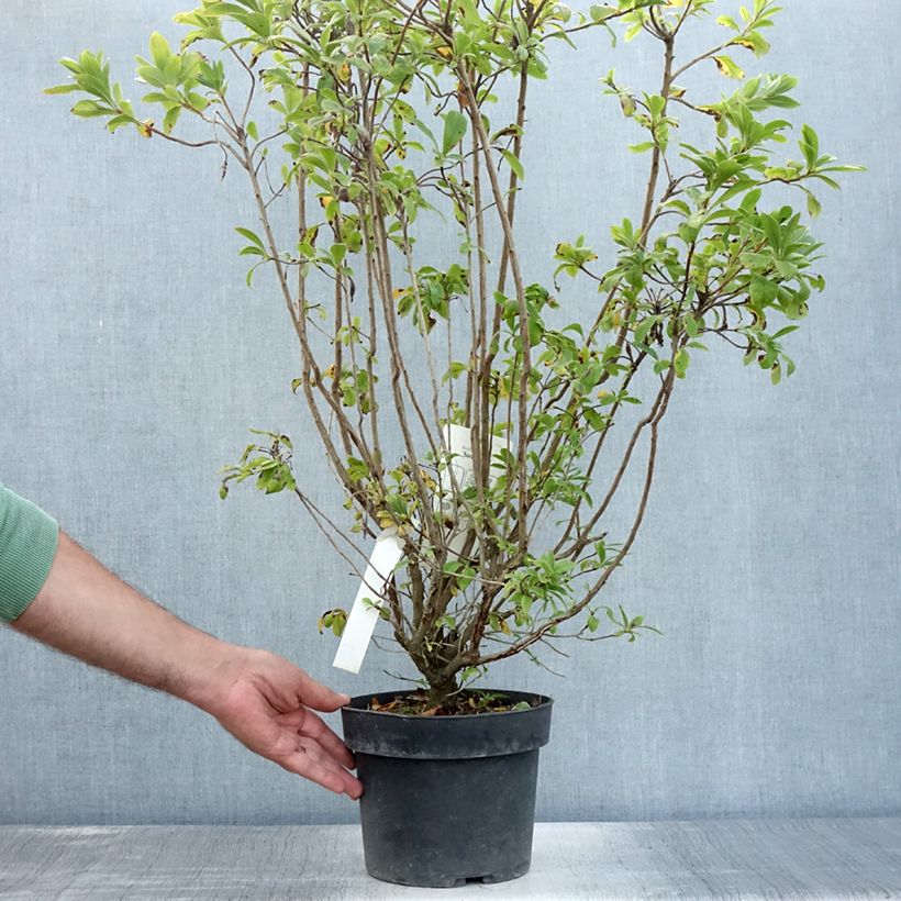 Ejemplar de Azalea viscosum Sommerduft Maceta 4L/5L entregado en verano
