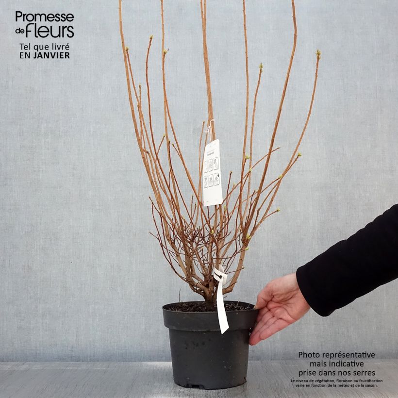 Azalea viscosum Sommerduft Maceta 4L/5L Ejemplar entregado en invierno