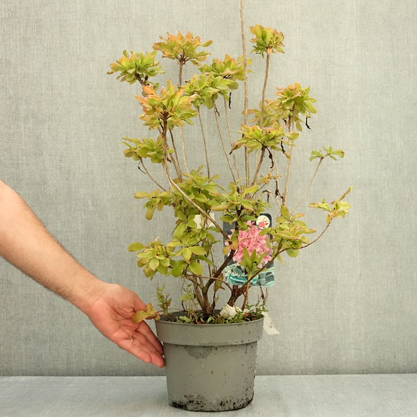 Ejemplar de Azalea viscosum Rosata Maceta 4L/5L entregado en verano