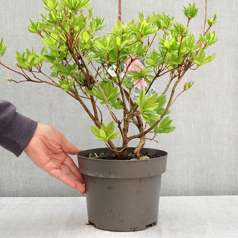 Azalea viscosum Rosata Maceta 4L/5L Ejemplar entregado en la primavera