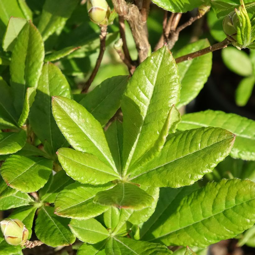 Azalea viscosum Rosata (Follaje)