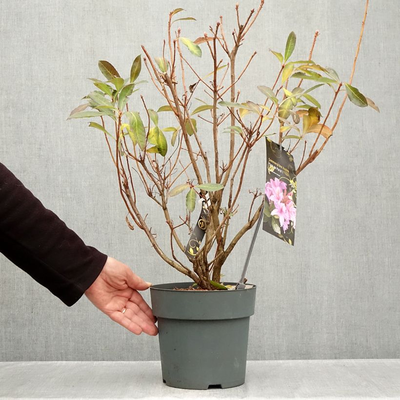 Ejemplar de Azalea Soir de Paris Maceta 4L/5L entregado en otoño
