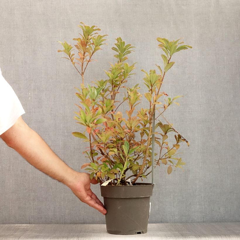Ejemplar de Azalea Soir de Paris Maceta 4L/5L entregado en verano