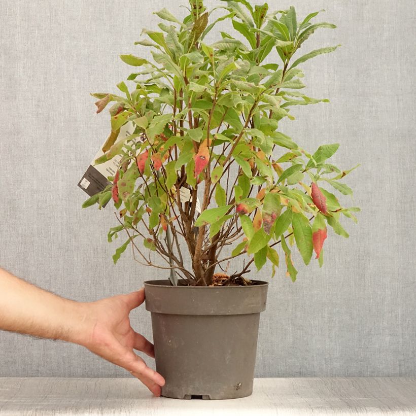 Ejemplar de Azalea austrinum Maceta 4L/5L entregado en verano
