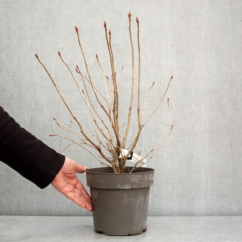 Azalea austrinum Maceta 4L/5L Ejemplar entregado en invierno