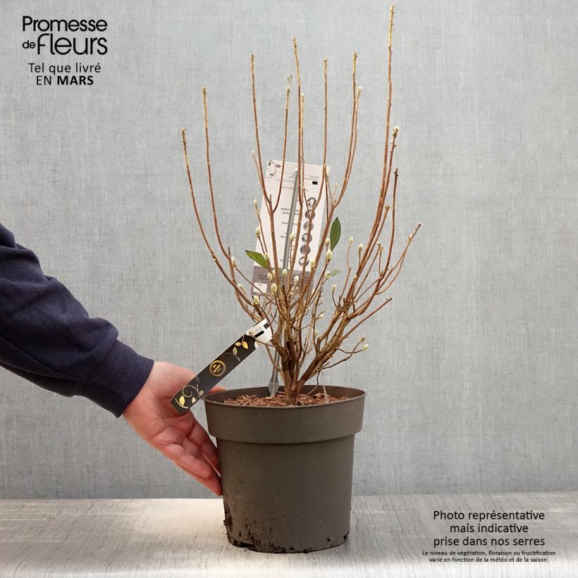 Azalea austrinum Maceta 4L/5L Ejemplar entregado en la primavera